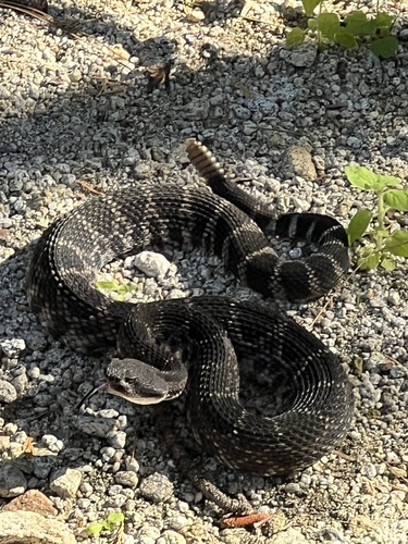 iNaturalist observation photo of Southern Pacific Rattlesnake