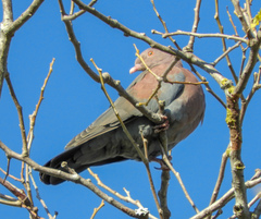 Patagioenas flavirostris