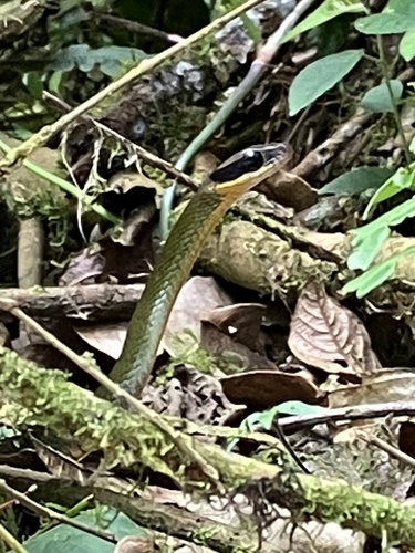 Clark's Forest Racer