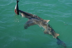 Negaprion brevirostris