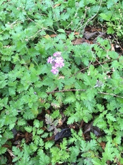 Glandularia polyantha
