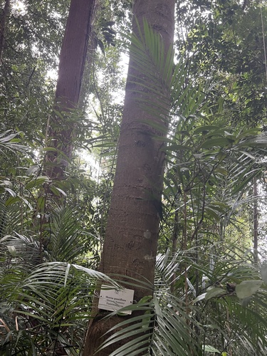 Shorea pauciflora observed 2023-03-10