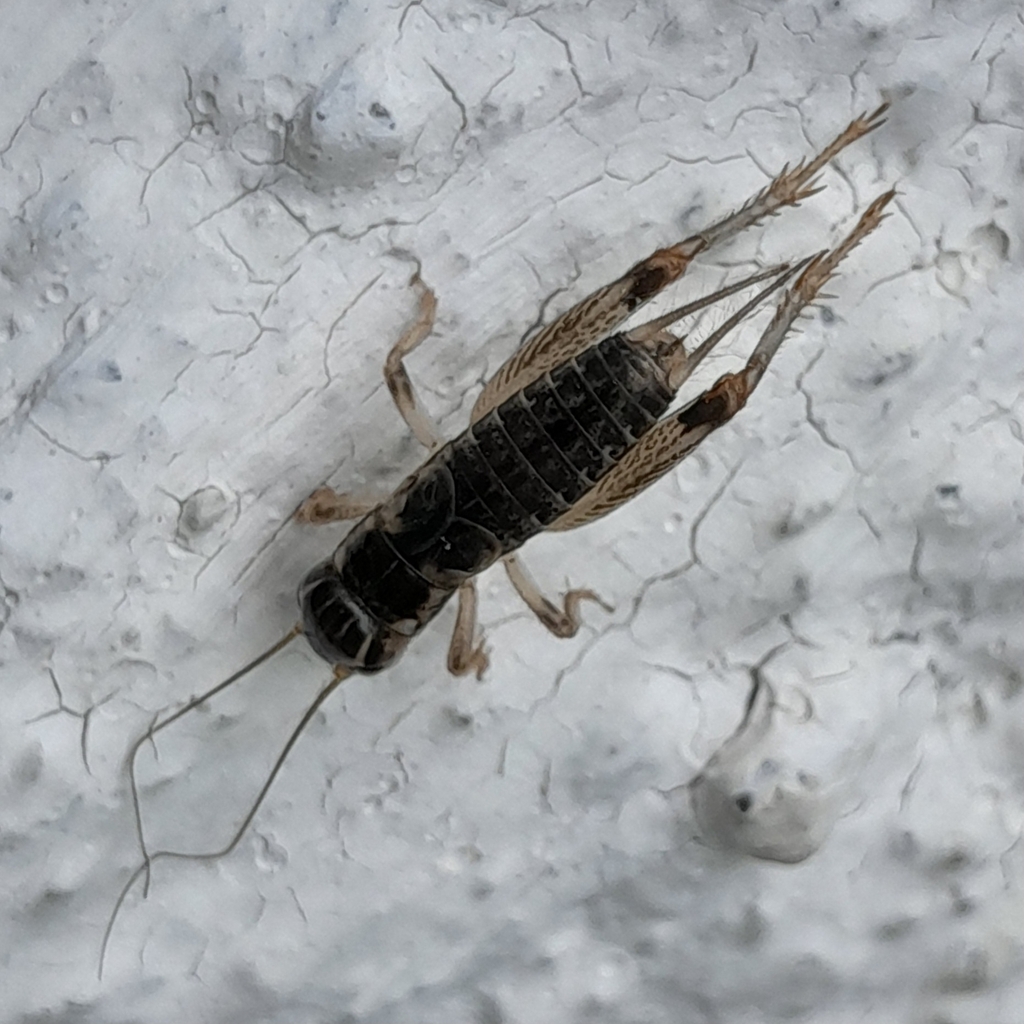 Iberian Mountain-cricket