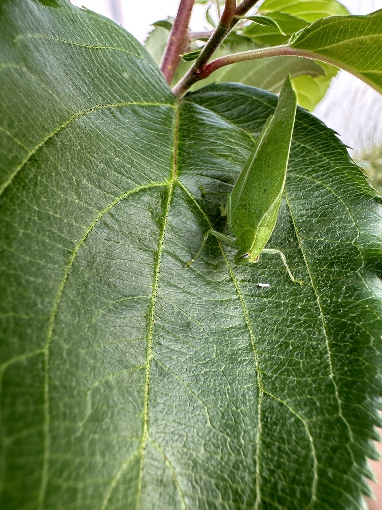 Modest Katydid