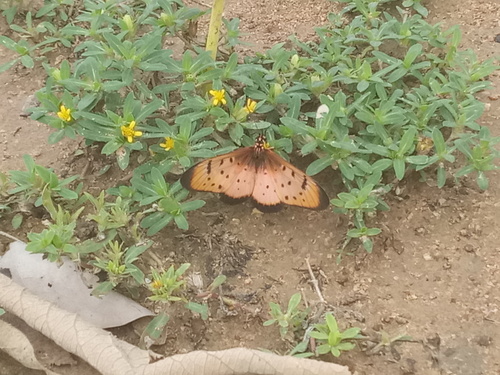 pink acraea