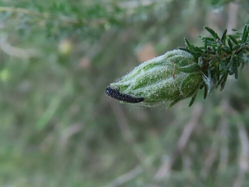Altica ericeti