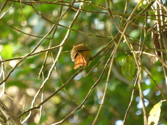 Anabacerthia striaticollis