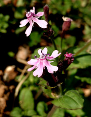 Silene aegyptiaca