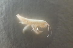 Crangonyx