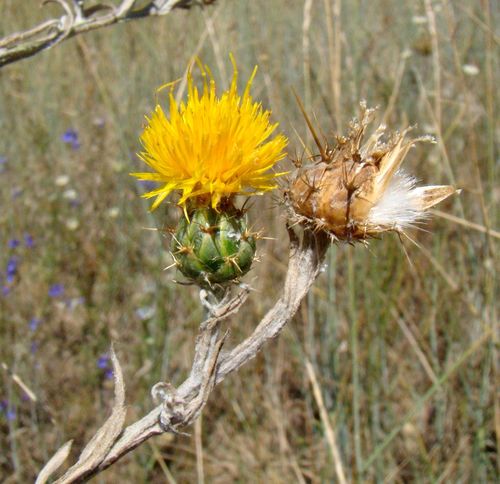 Yellow Star-Thistle (Centaurea solstitialis)