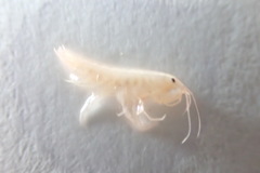Crangonyx