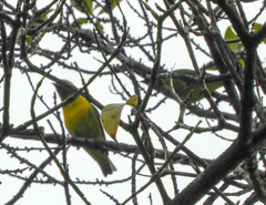 Chlorophonia callophrys