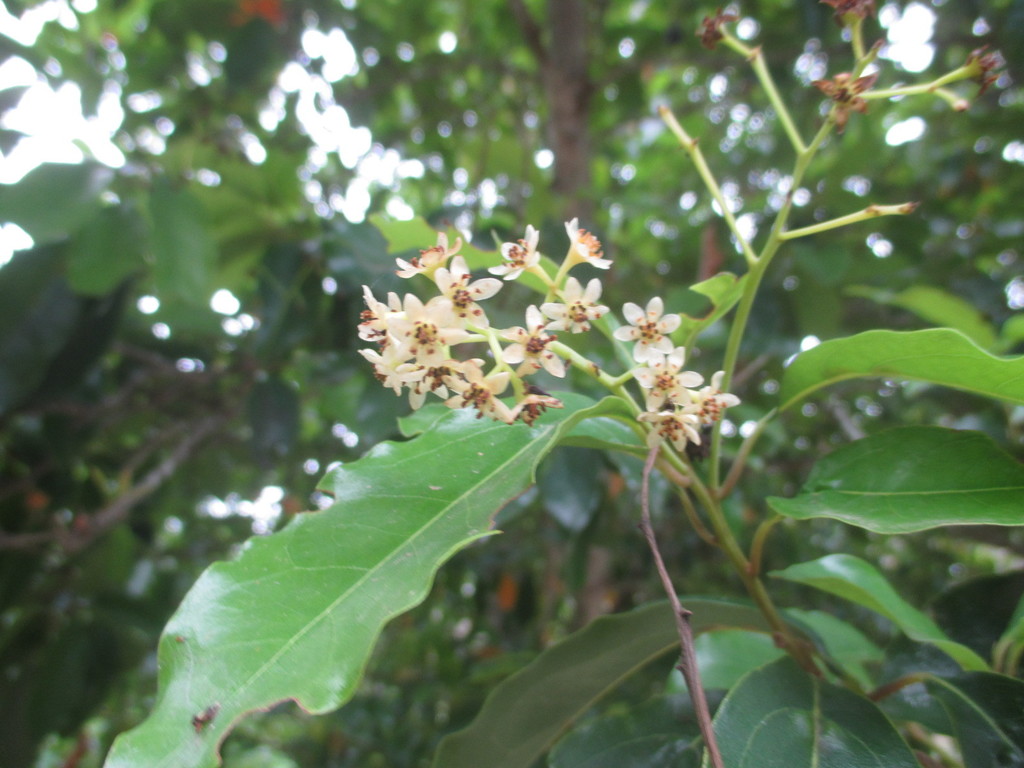 TILO OCOTEA FOETENS visual data 5