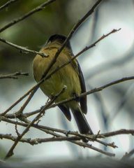 Empidonax atriceps