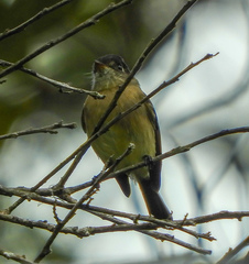 Empidonax atriceps