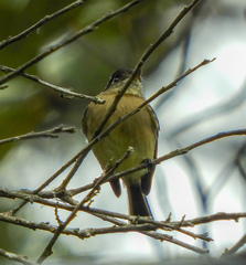 Empidonax atriceps