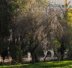 Pistacia