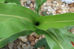 Great Millet