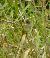 Empidonax albigularis