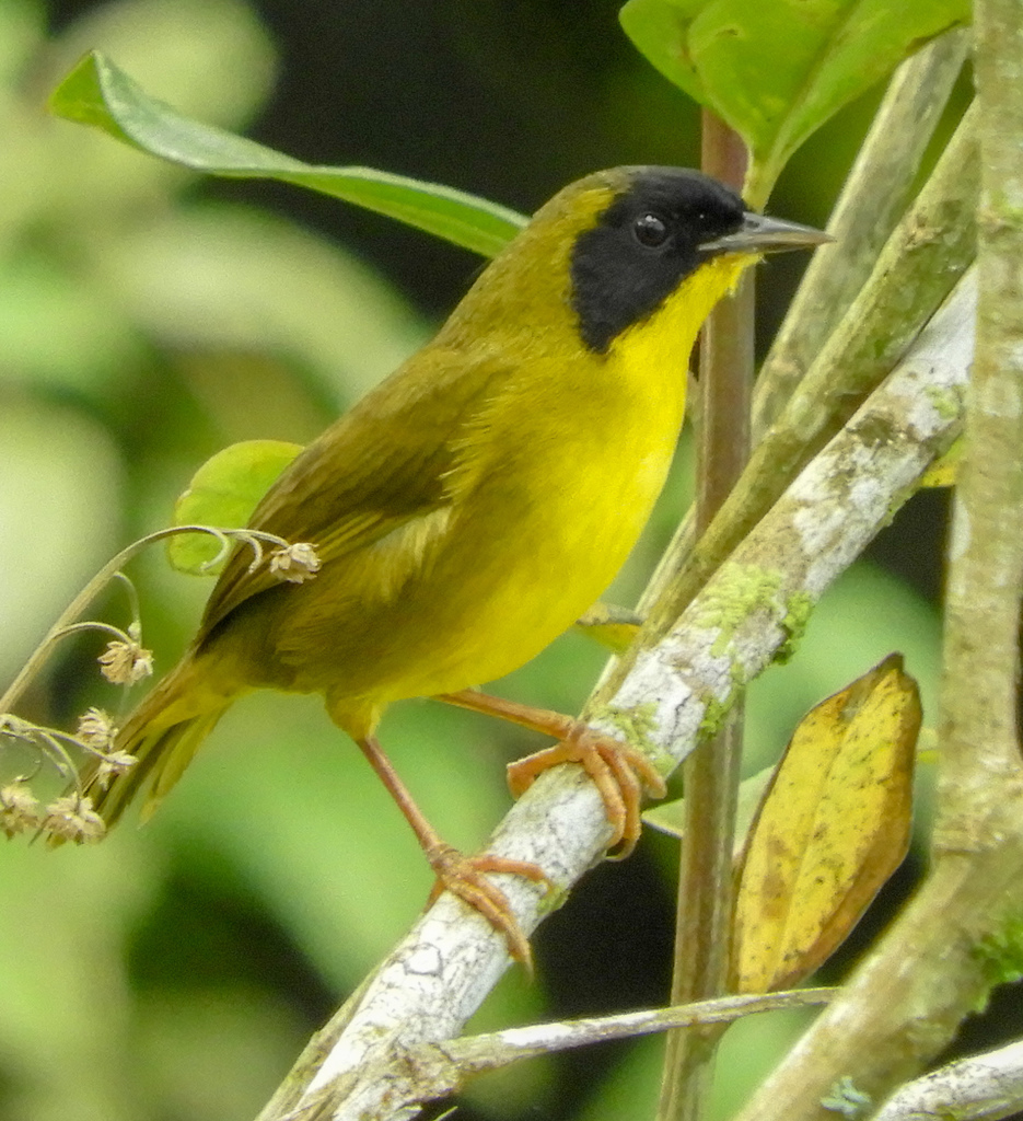 Olive-crowned Yellowthroat photo