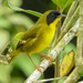 Olive-crowned Yellowthroat - Photo (c) K Schneider, some rights reserved (CC BY-NC), uploaded by K Schneider
