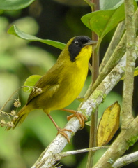 Geothlypis semiflava