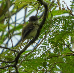 Empidonax albigularis