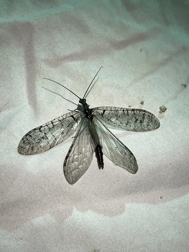 iNaturalist observation photo of Protochauliodes simplus