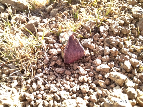Image of Massonia saniensis by (c) Seth Musker, some rights reserved (CC BY)