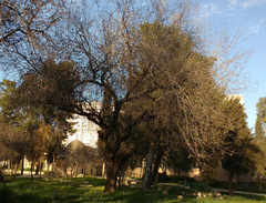 Pistacia