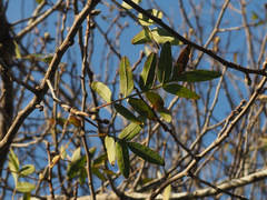 Pistacia