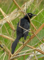 Quiscalus nicaraguensis