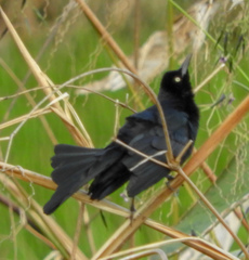 Quiscalus nicaraguensis