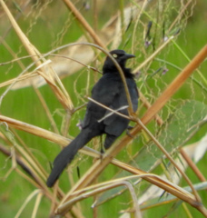 Quiscalus nicaraguensis