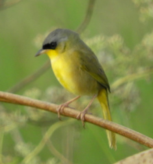 Geothlypis poliocephala