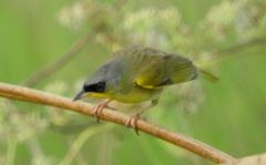 Geothlypis poliocephala