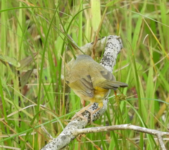 Geothlypis poliocephala