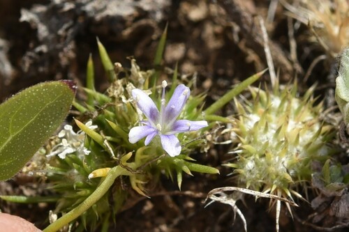 Navarretia myersii ssp. deminuta