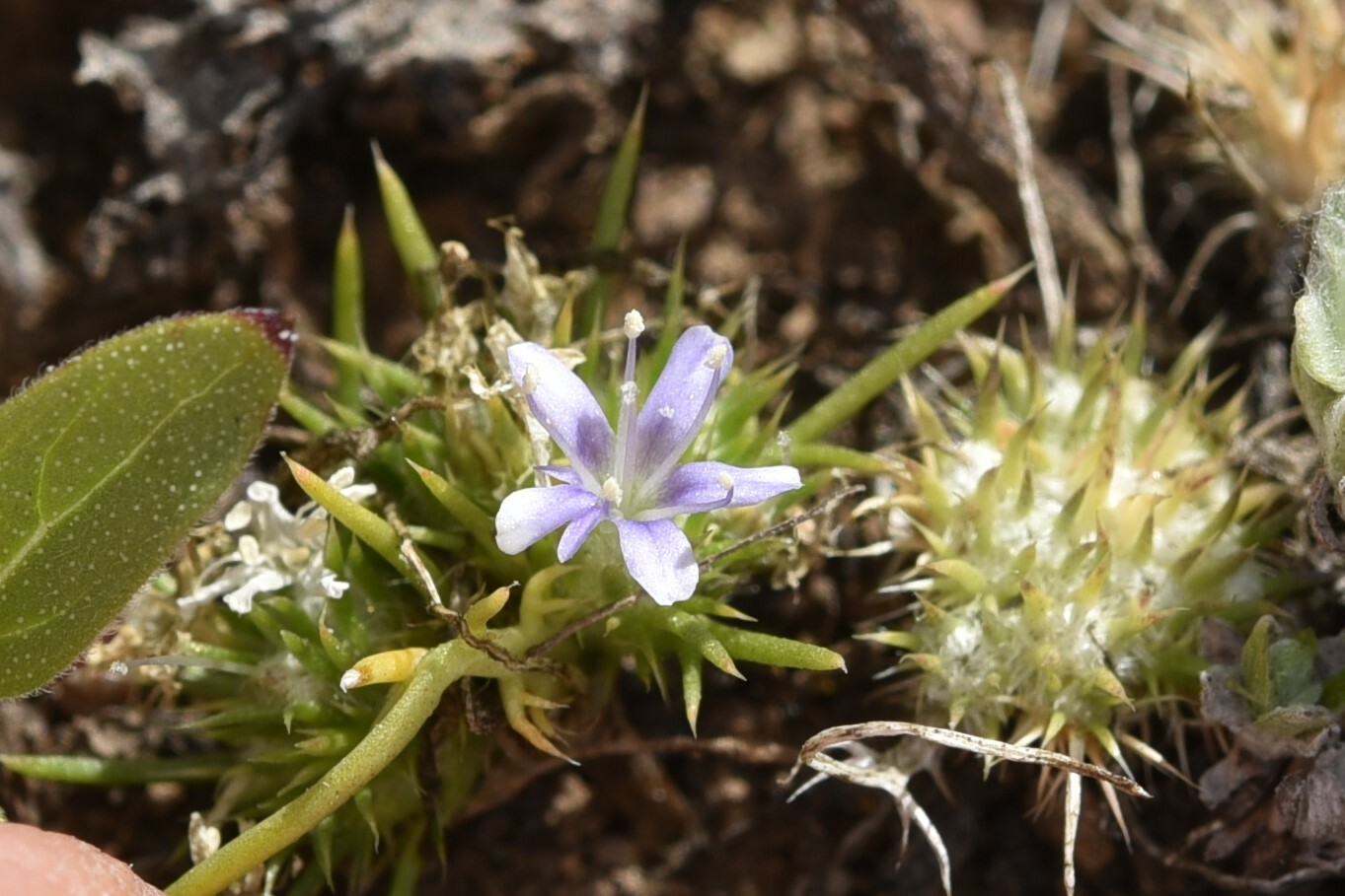 Navarretia myersii ssp. deminuta