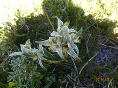 Chloraea magellanica