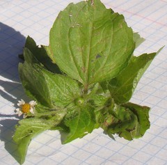 Galinsoga quadriradiata