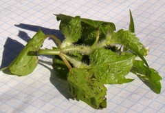 Galinsoga quadriradiata