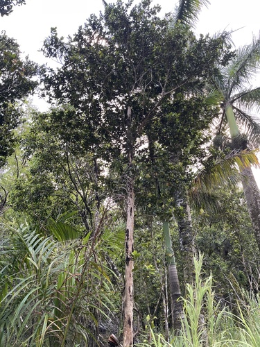 Pimenta racemosa observed 2023-07-31
