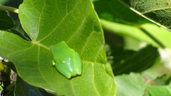Hyla meridionalis