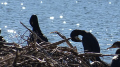 Phalacrocorax carbo