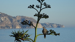 Streptopelia decaocto