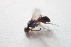 Nemopoda