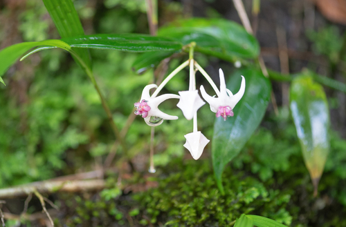 Hoya acuminata (Wight) Benth. ex Hook.f. 2