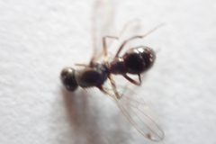 Nemopoda
