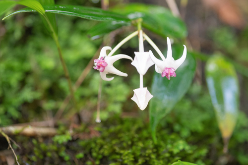 Hoya